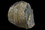 Partial Southern Mammoth Molar - Hungary #123668-2